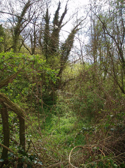 The Hill
